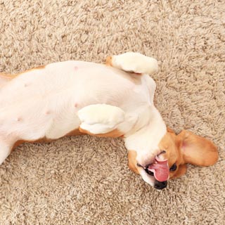 Pet-Friendly Carpet Solutions