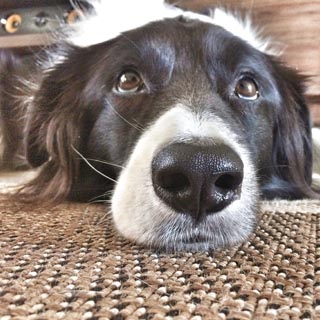 Pet-Friendly Flooring Solutions